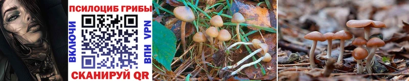 mega   Яранск  Псилоцибиновые грибы MAGIC MUSHROOMS 